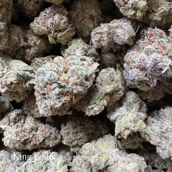Indoor King Louis