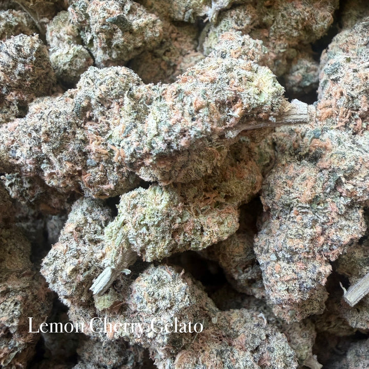 Indoor Lemon Cherry Gelato