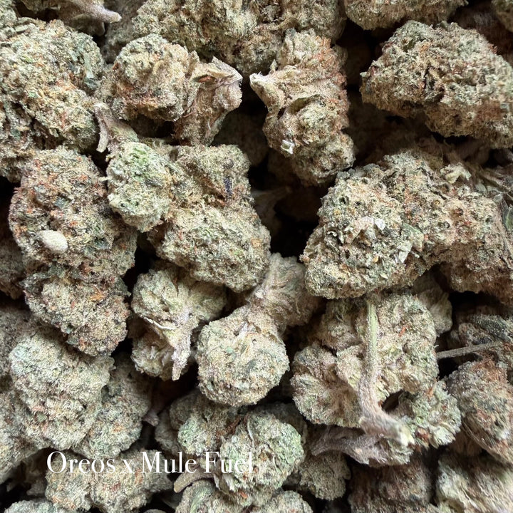 Indoor Oreoz x Mule Fuel