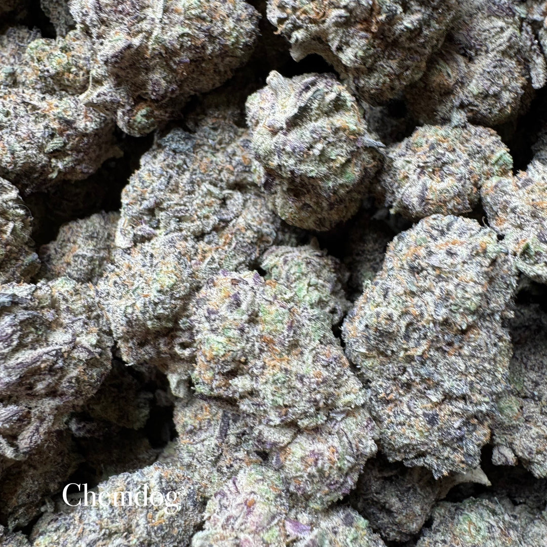 Indoor Chem Dog